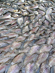 Image showing Market fish