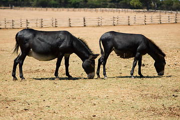 Image showing Donkeys