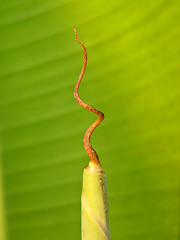 Image showing New banana leaf