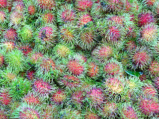 Image showing Rambutans