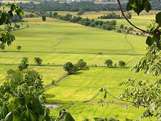 Image showing Rice paddies