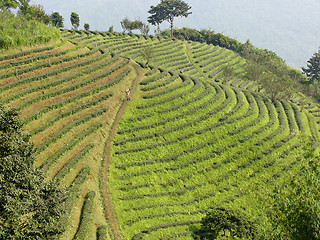Image showing Thai tea plantation