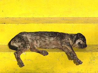 Image showing Yellow dog