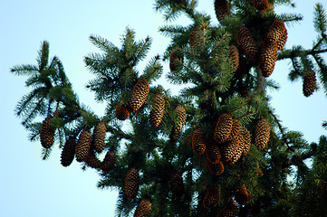 Image showing Fir tree 1