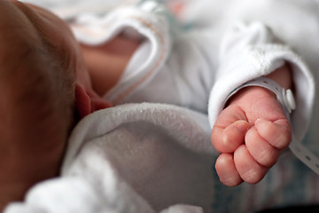 Image showing Newborn Baby Hand