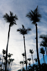 Image showing Palm Trees Silhouette