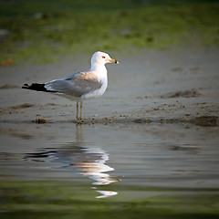 Image showing Seagull