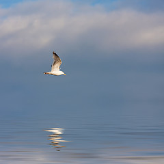 Image showing Seagull Flying