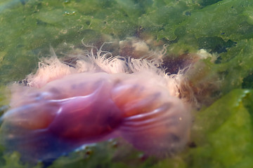 Image showing Jellyfish Tentacles