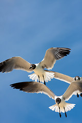 Image showing Seagulls Soaring