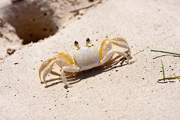 Image showing Tropical Crab