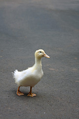 Image showing Cute Adolescent Duckling