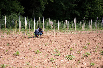 Image showing Man Farming Crops