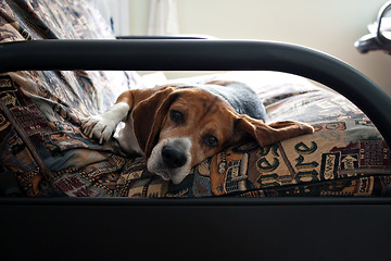 Image showing Lazy Beagle Dog Resting