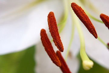 Image showing White Lily Macro