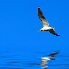 Image showing Seagull Flying