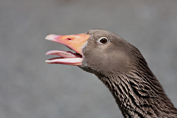 Image showing Angry Goose