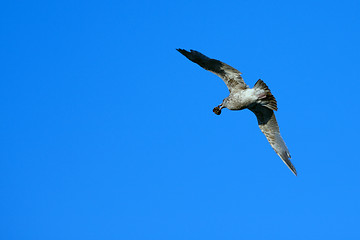 Image showing Seagull Flying