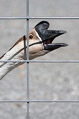 Image showing Angry Goose