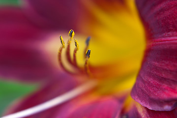 Image showing Colorful Lily Macro