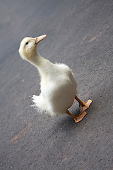 Image showing Cute Adolescent Duckling