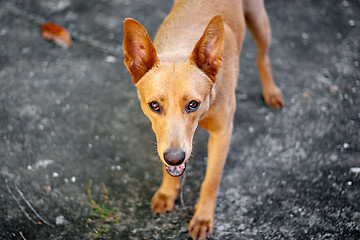 Image showing Cute Mixed Breed Dog