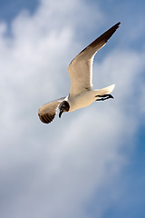 Image showing Seagull Soaring