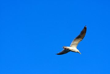 Image showing Seagull Flying