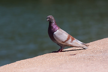 Image showing Purple Pigeon