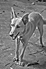 Image showing Mixed Breed Dog HDR