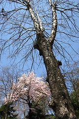 Image showing Garden