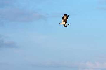 Image showing Osprey Bird Carrying a Fish