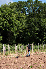 Image showing Man Farming Crops