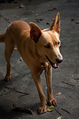 Image showing Mixed Breed Dog