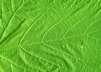 Image showing Green leaf