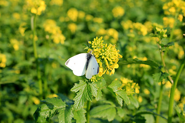 Image showing Rape with a butterfly