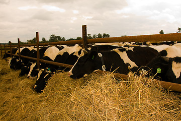 Image showing Cows in a stall