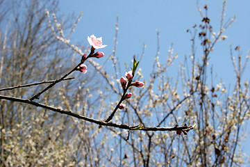 Image showing Spring blooming