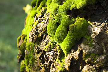 Image showing Green moss on a tree 