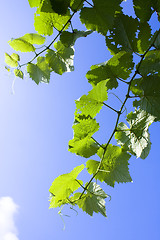 Image showing Bright leaf and sky