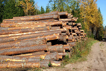 Image showing Pine Logs Autumn Landscape