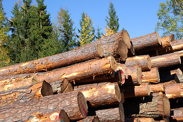 Image showing Stacked Pine Logs with Blue Sky