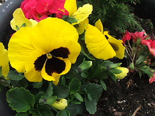 Image showing What a Pansy