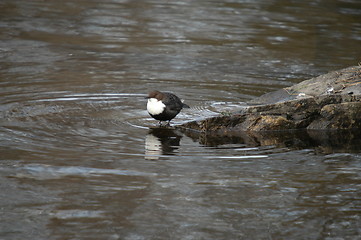 Image showing White-throated Dipper_ Norway's national bird 24march2005