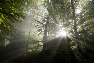 Image showing sun rays