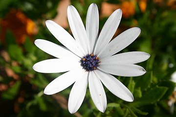 Image showing Spanish daisy