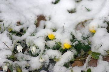 Image showing winterflowers