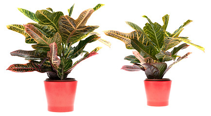 Image showing Houseplant