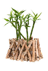 Image showing Bamboo