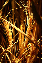 Image showing Growing rice on strong light 